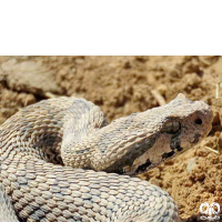 گونه مار افعی کوهرنگی Kuhrangs Viper